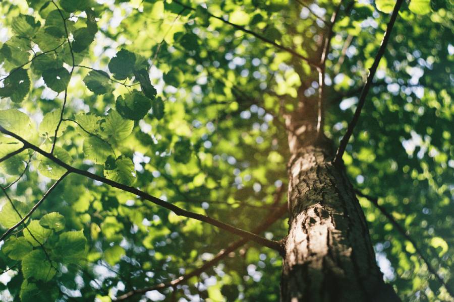 Tree branches shot from below